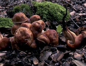 Collybia fusipes (Bull.) Quél.