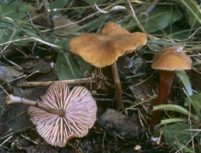 Laccaria laccata (Scop.) Fr.