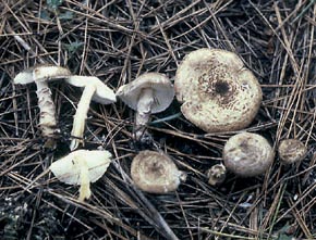 Lepiota pseudohelveola Kühner 
