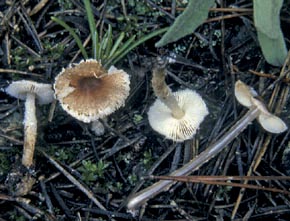 Lepiota rhodorrhiza Romagn. & Locq. 