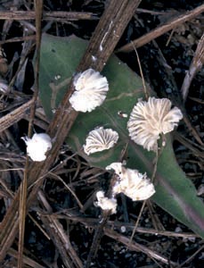Rhodocybe balearica Courtec. & Siquier