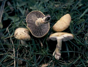 Stropharia coronilla (Bull.) Fr.