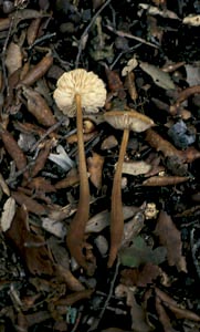 Xerula longipes (P. Kumm.) Maire