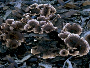 Hydnellum concrescens (Pers.) Banker