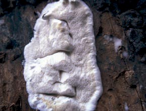 Antrodia serialis (Fr.) Donk