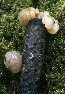 Tremella encephala Willd.