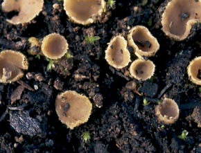 Leucoscypha patavina (Cook. & Sacc. apud Cook) Surcek