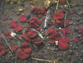 Melastiza chateri (W.G. Sm.) Boud.
