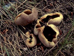 Peziza ampliata Pers.