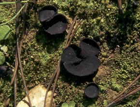 Peziza trachycarpa Curr.