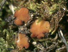 Scutellinia trechispora (Berk. & Broome) Lambotte