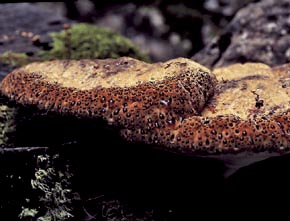 Inonotus dryadeus (Pers.) Murrill