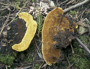Phylloporia ribis (Schumach.) Ryvarden