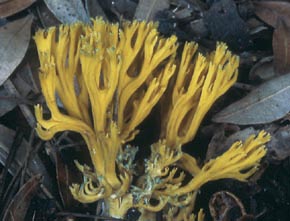 Ramaria abietina (Pers.) Quél.