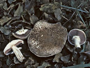 Agaricus subperonatus (J. E. Lange) Singer