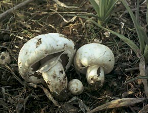 Agaricus pseudopratensis  var. niveus  Bohus