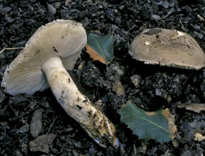 Amanita spissa (Fr.) P. Kumm.