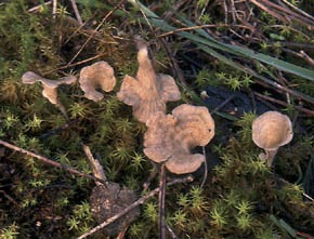 Arrhenia spathulata (Fr.) Redhead