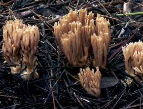 Ramaria gracilis (Pers.) Quél.