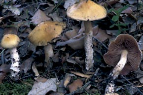 Cortinarius elatior Fr.