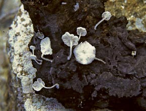 Hemimycena cephalotricha (Joss.) Singer 