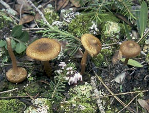 Inocybe bongardii (Weinm.) Quél.