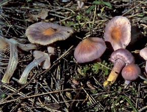 Inocybe geophylla  var. lilacina  Gillet