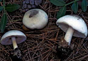 Volvariella taylori (Berk. & Broome) Singer