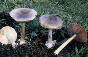 Volvariella gloiocephala (DC.) Boekhout & Enderle