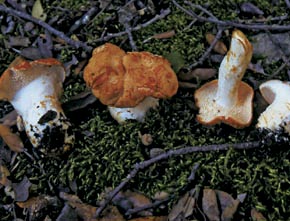 Hydnum rufescens Pers.