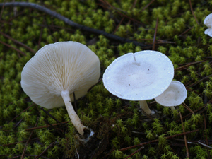 Clitocybe dealbata (Sowerby) Gillet