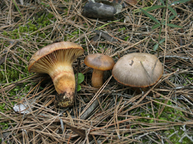 Chroogomphus rutilus (Schaeff.) O.K. Mill.