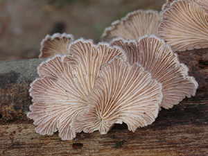 Schizophyllum commune Fr.