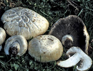 Agaricus campestris L.:Fr. var. campestris 
