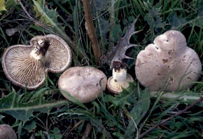 Pleurotus eryngii (DC.) Quél.